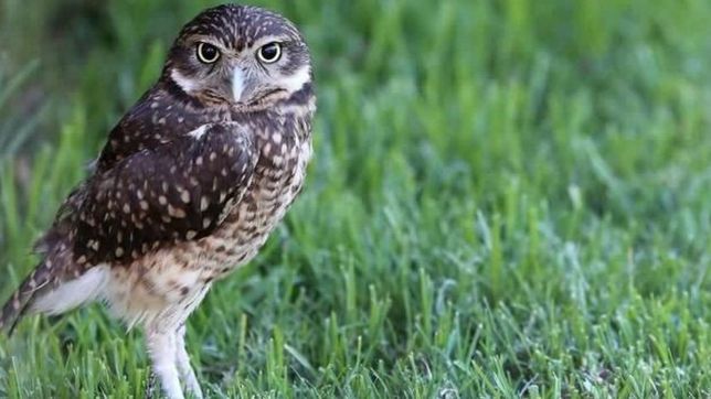 rescatan una lechuza atada en la legislatura que ira al zoo de la plata