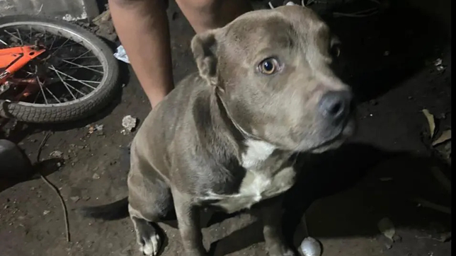 imputaron a los duenos de los perros que atacaron y mataron a un nene de 2 anos en arturo segui