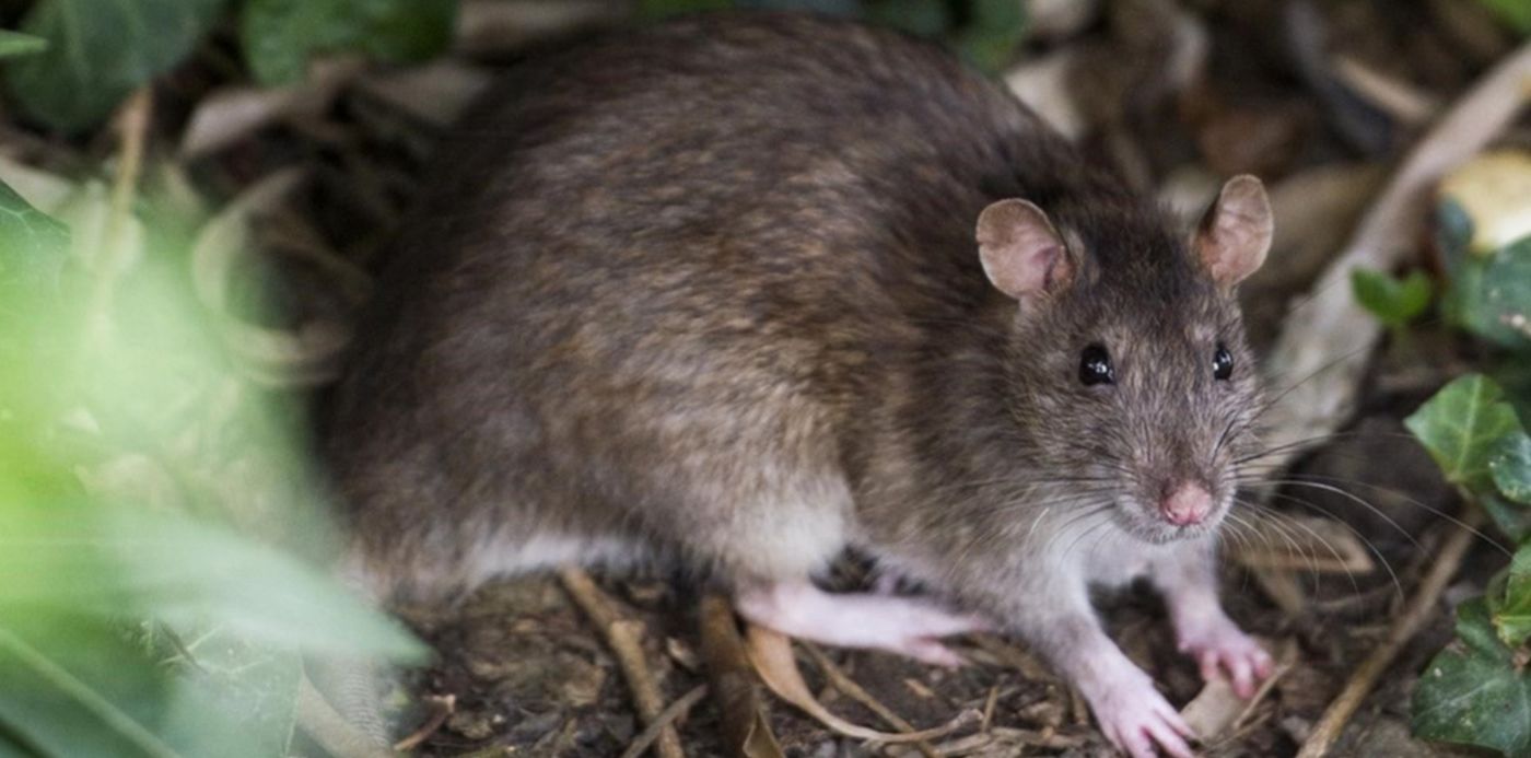 1580825237210.jpg?height=589&scaleX=1&x=14&y=36&scaleY=1&ow=1200&oh=674&width=1178&rotate=0&&cw=1920&ch=950