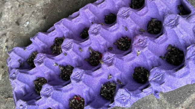 el drama de un barrio de la plata: se nos llena la comida de huevos de moscas