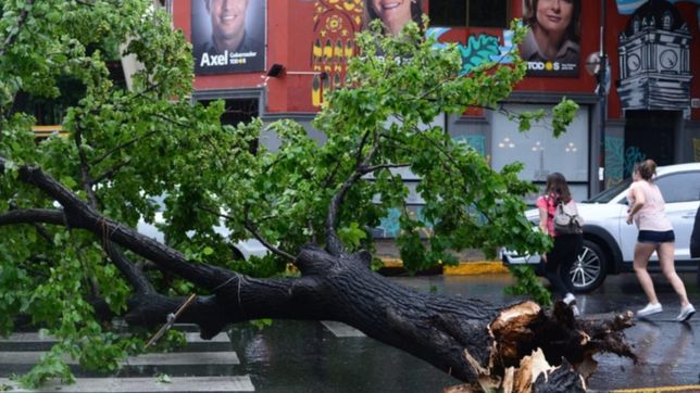 ramas, arboles y hasta tanques de agua en las calles, asi quedo la plata tras el temporal