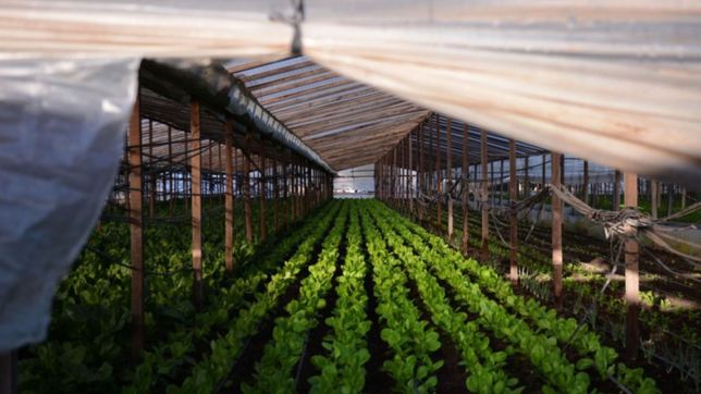 los productores del cordon frutihorticola afectados por el temporal recibiran asistencia