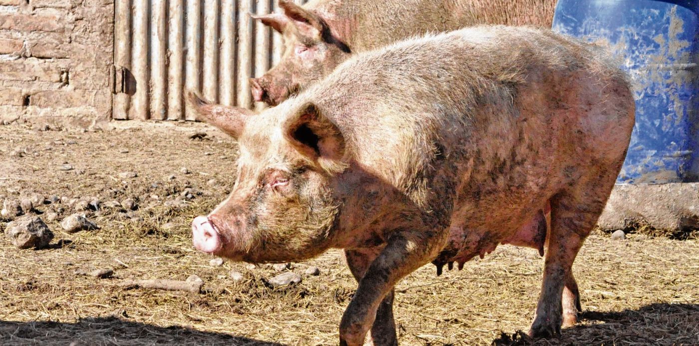 1571856804356.jpg?scaleX=1&width=3127&height=1564&rotate=0&scaleY=1&ow=3150&oh=2092&x=15&y=367&&cw=1920&ch=950