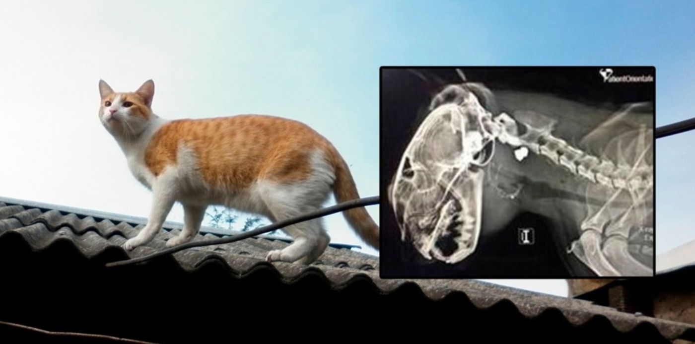 1592911520139.jpg?x=18&rotate=0&scaleX=1&ow=1500&oh=742&y=3&width=1464&height=732&scaleY=1&&cw=1920&ch=950