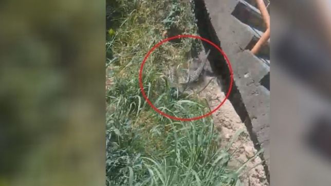 video: la pelea de dos lagartos overos que sorprendieron a vecinos de ringuelet