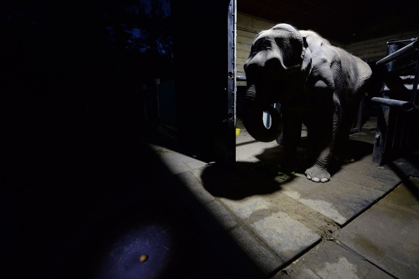 Elefanta Pelusa (12).jpg