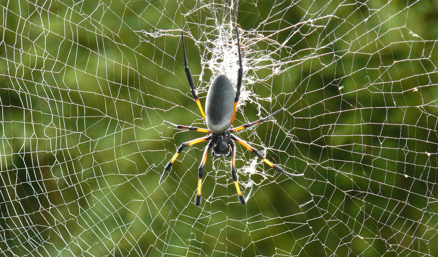 Tela de araña (1).png