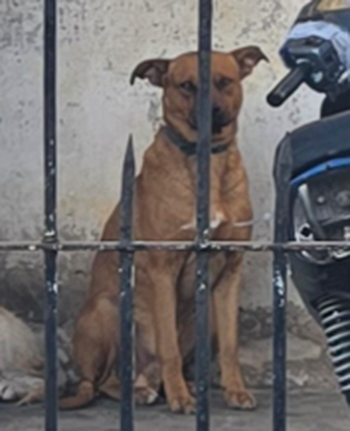 Según el esposo de la mujer que fue atacada por el perro, sostuvo que el animal no contaba con vacunas lo que puede su mordida puede contagiar.