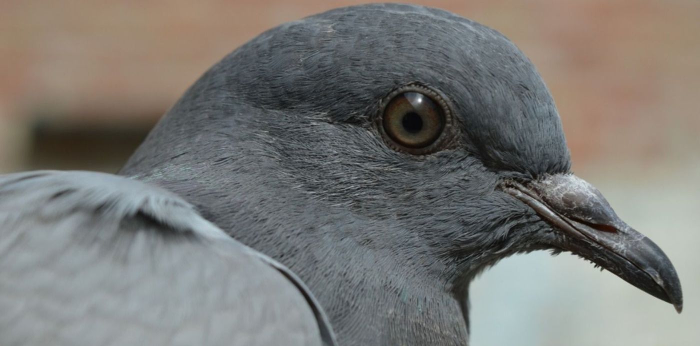 1575286547439.jpg?height=746&scaleX=1&oh=843&x=4&width=1492&rotate=0&scaleY=1&ow=1500&y=13&&cw=1920&ch=950