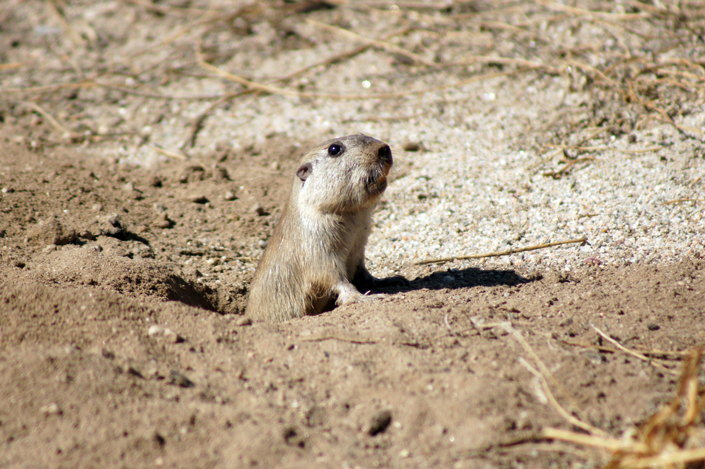 El tucu-tucu es una especie autóctona de la Reserva y vive bajo tierra la mayor parte del tiempo