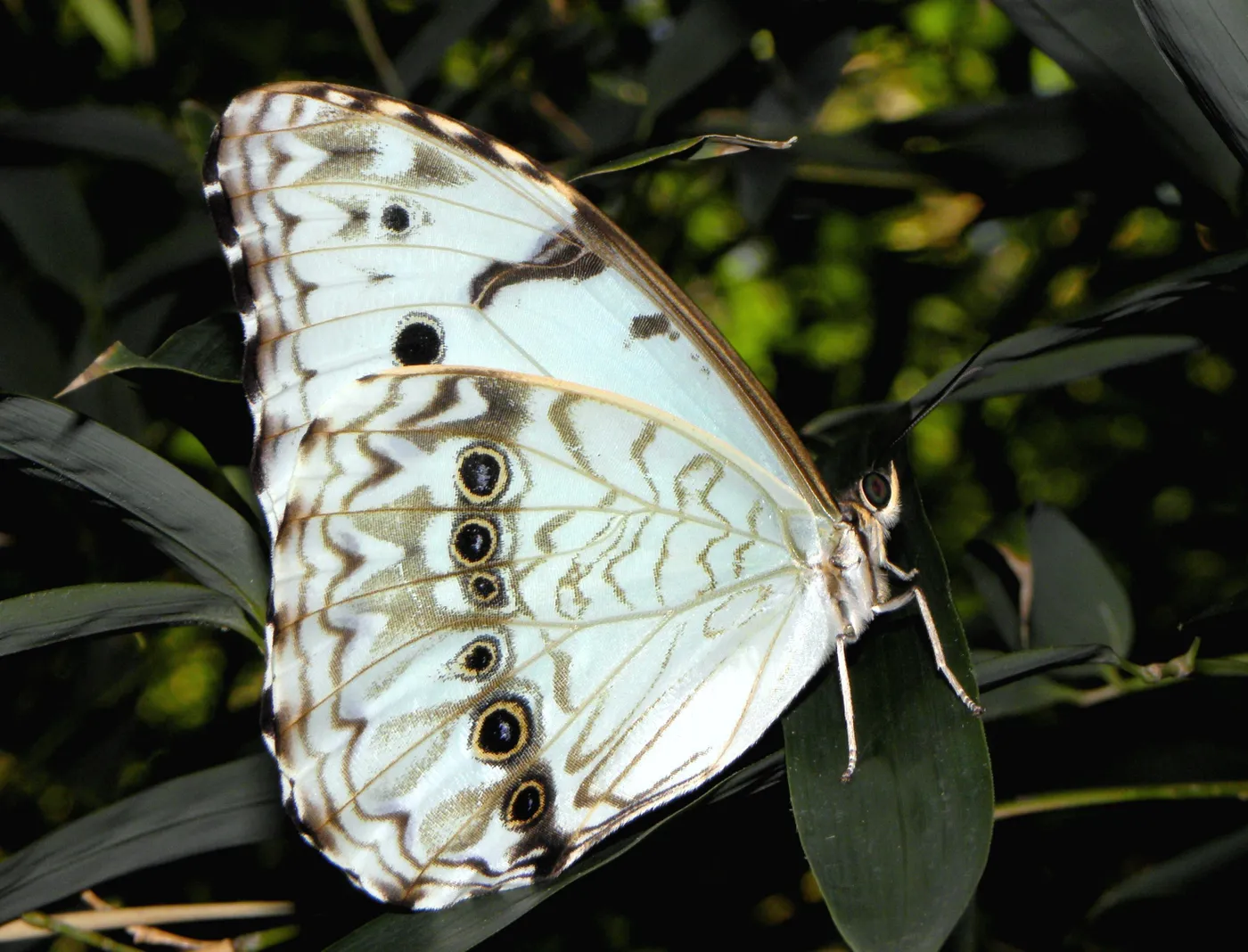 mariposa bandera argentina