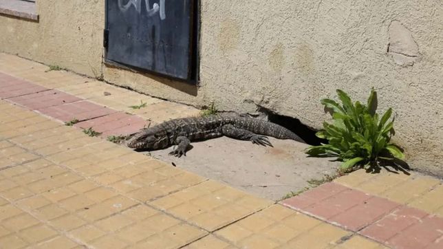 vecinos atraparon a un gran lagarto overo en la plata