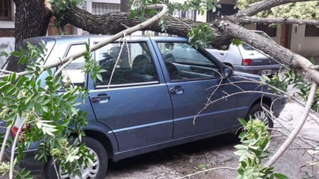 en medio de la tormenta una enorme rama aplasto a un auto estacionado en la calle