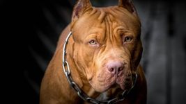tension en un barrio de la plata donde tres pitbull atacaron a una joven