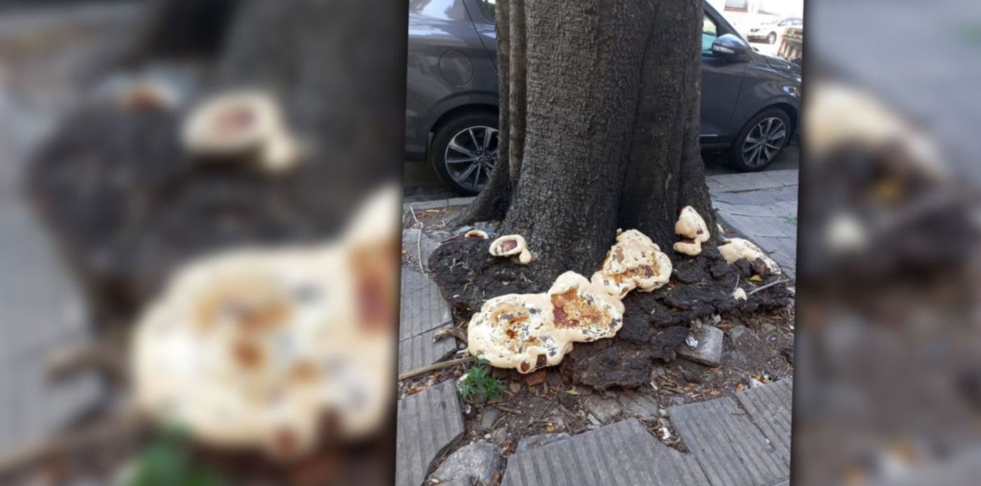 1676380326333.jpg?x=8&y=0&width=1484&height=742&rotate=0&scaleX=1&scaleY=1&ow=1500&oh=742&&cw=1920&ch=950