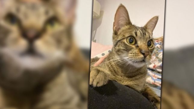 robaron un bolso creyendo que tenia plata, pero habia un gato y lo buscan en la plata