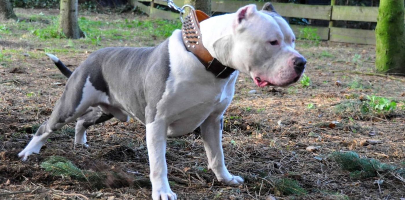 1606848023386.jpg?x=7&y=191&width=1486&height=743&rotate=0&scaleX=1&scaleY=1&ow=1500&oh=996&&cw=1920&ch=950