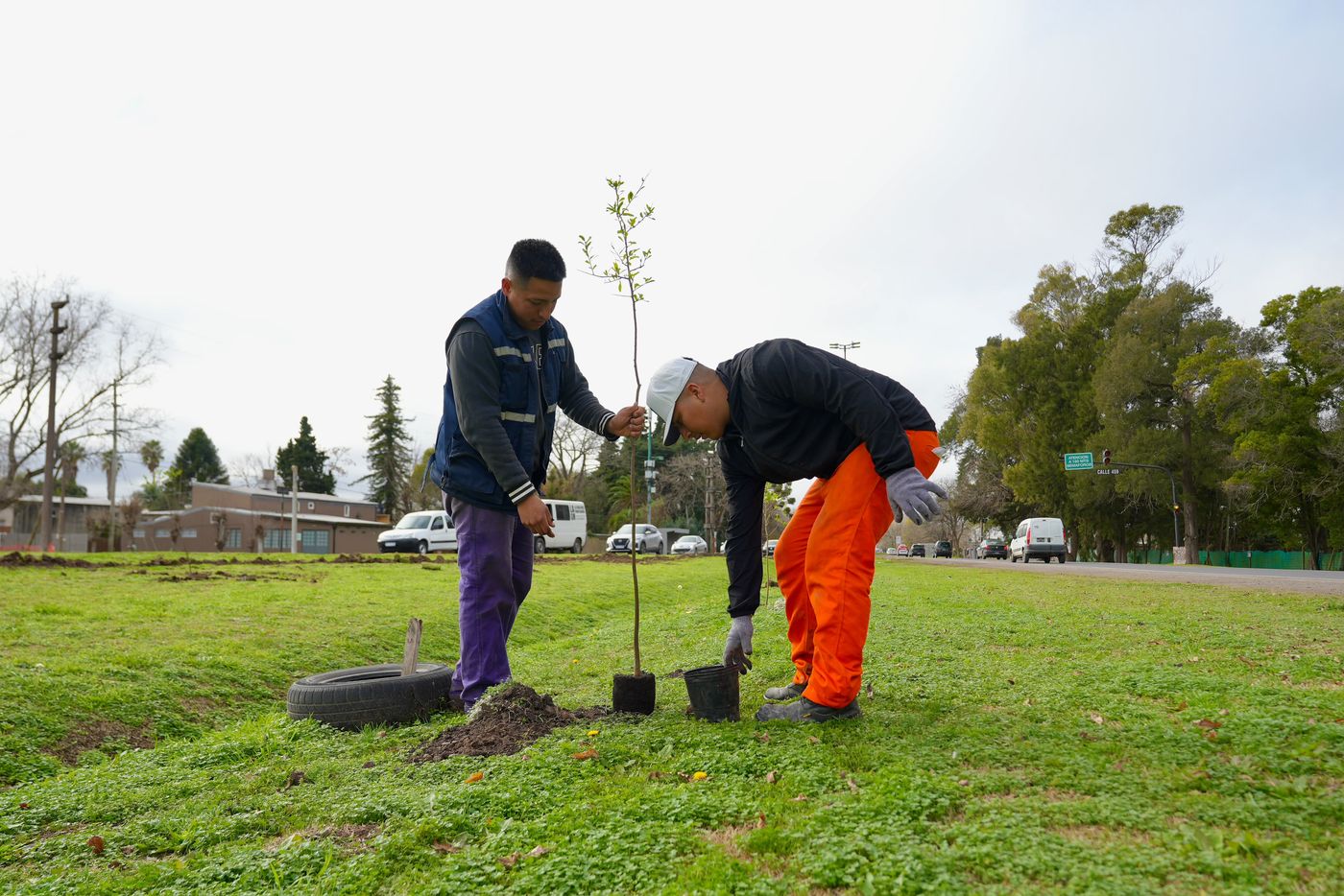 La plantación de especies nativas acompaña el avance de la obra de la nueva bajada de la Autopista La Plata-Buenos Aires en City Bell  