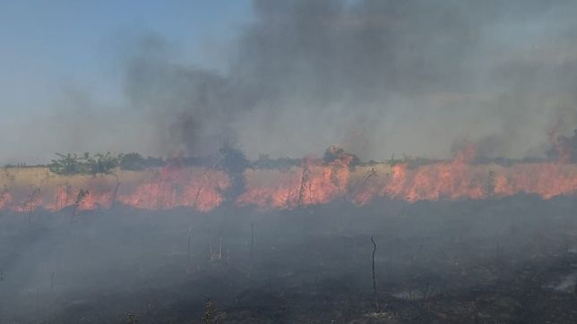 video: bomberos combatieron un impactante incendio en la plata que devoro 56 hectareas