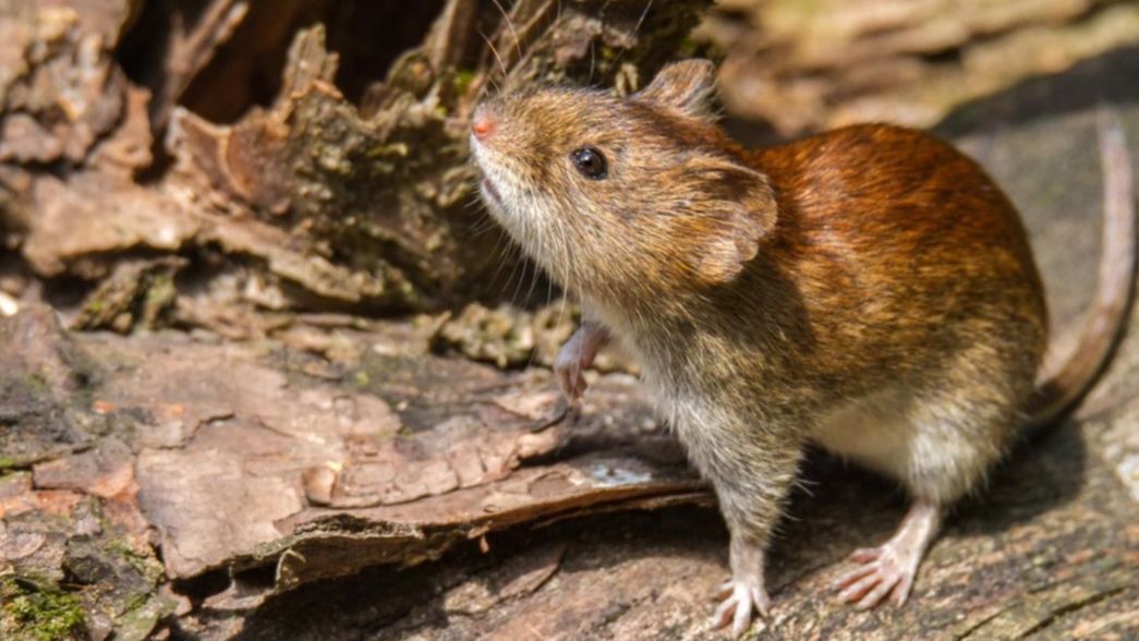 Síntomas, transmisión y tratamiento: ¿qué hacer para prevenir el hantavirus?