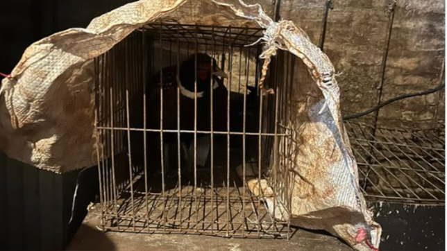 rescatan 20 aves exoticas en la plata y detienen a un hombre por maltrato animal