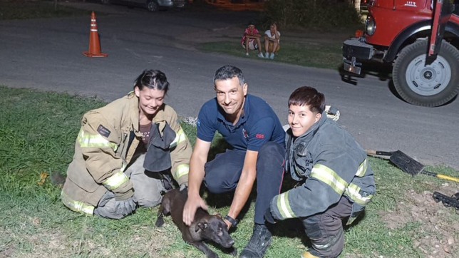 bomberos de la plata rescataron a un cachorro que habia quedado atrapado en un desagüe