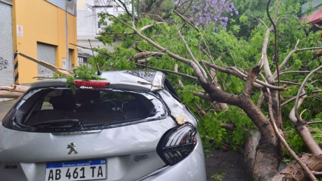tormenta, viento y lluvia: asi quedaron las calles de la plata despues del temporal