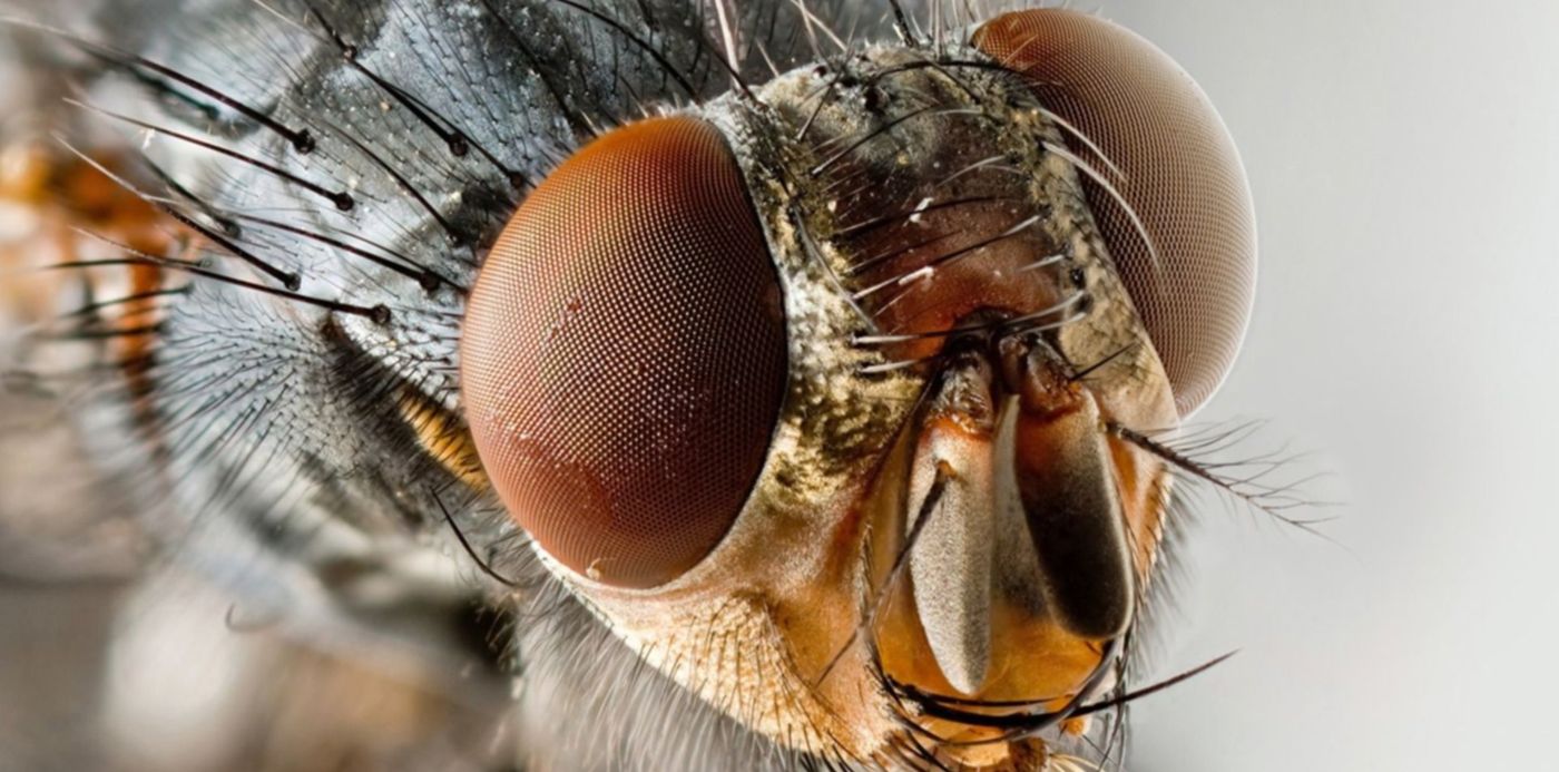 1561652381498.jpg?y=247&ow=1500&rotate=0&scaleX=1&scaleY=1&oh=1093&x=4&width=1477&height=738&&cw=1920&ch=950