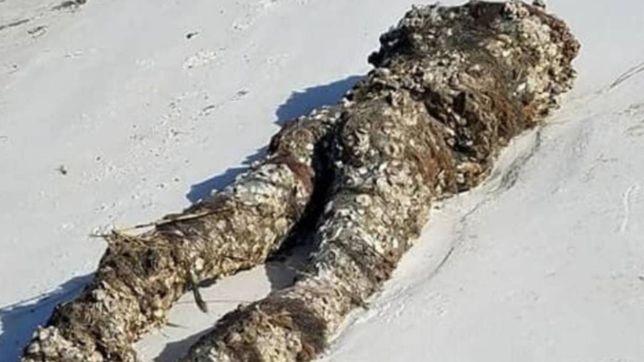 una figura humana sin cabeza y cubierta de algas causo terror en una playa