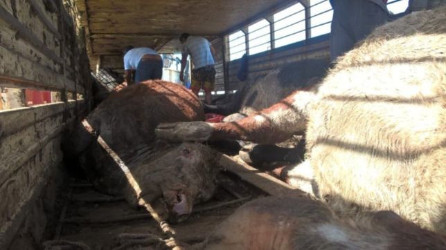 volco un camion de ganado en una ruta platense y murieron 25 vacas