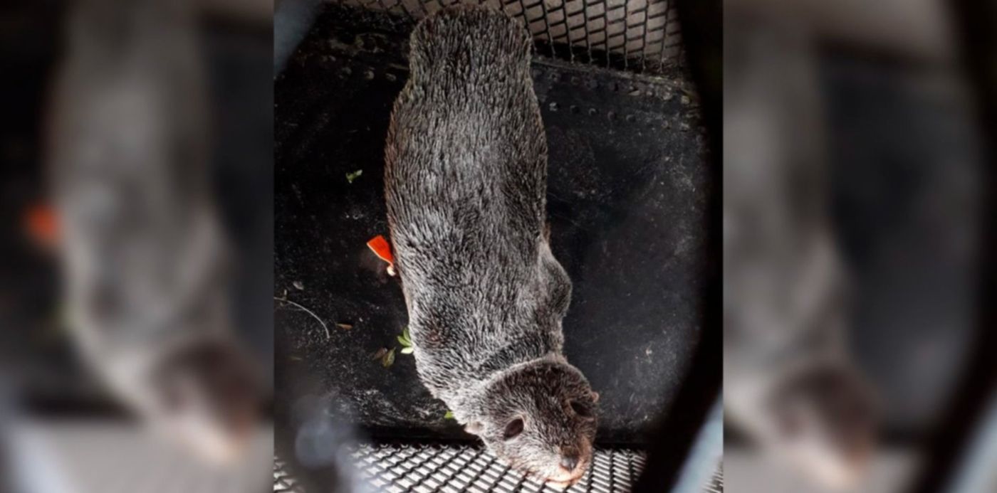 1636323253665.jpg?x=8&y=0&width=1484&height=742&rotate=0&scaleX=1&scaleY=1&ow=1500&oh=742&&cw=1920&ch=950