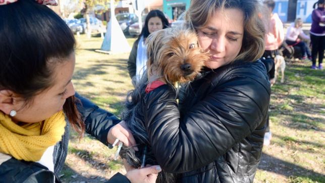 vacunas y atencion veterinaria gratuita en los barrios de la plata: dias, horas y lugares