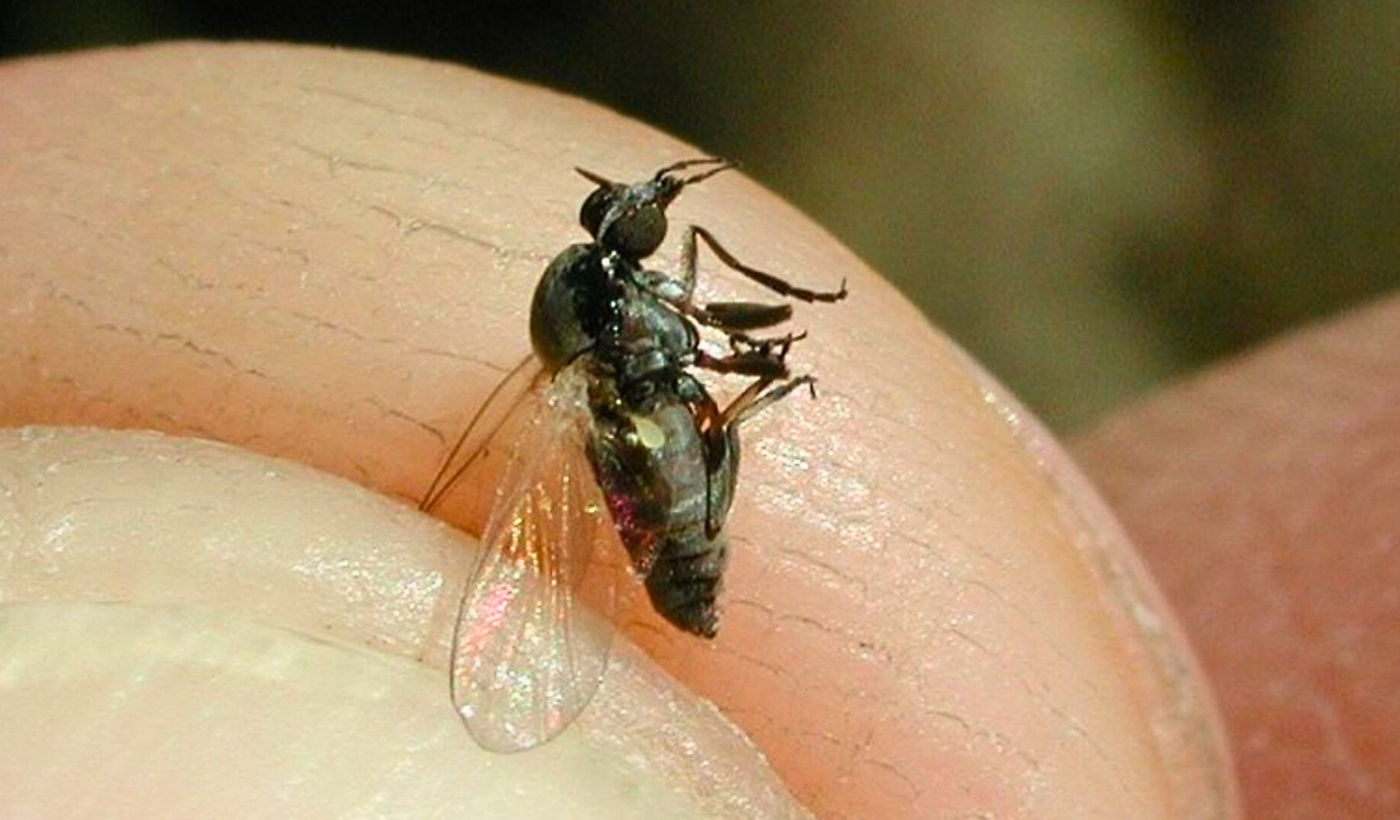 Mosca Negra  barigüí