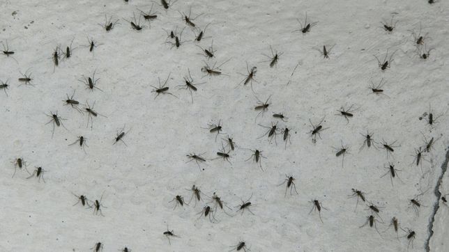 el pedido de la municipalidad de la plata a los vecinos en medio del brote de dengue