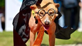 con vacunacion gratis y adopciones responsables, llega un nuevo desfile de mascotas con vacunacion gratis y adopciones responsables, llega un nuevo desfile de mascotas