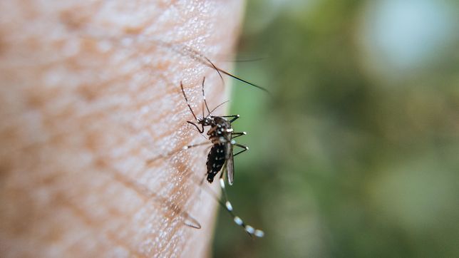 chau mosquito, la campana de pami para prevenir dengue, zika y chikungunya