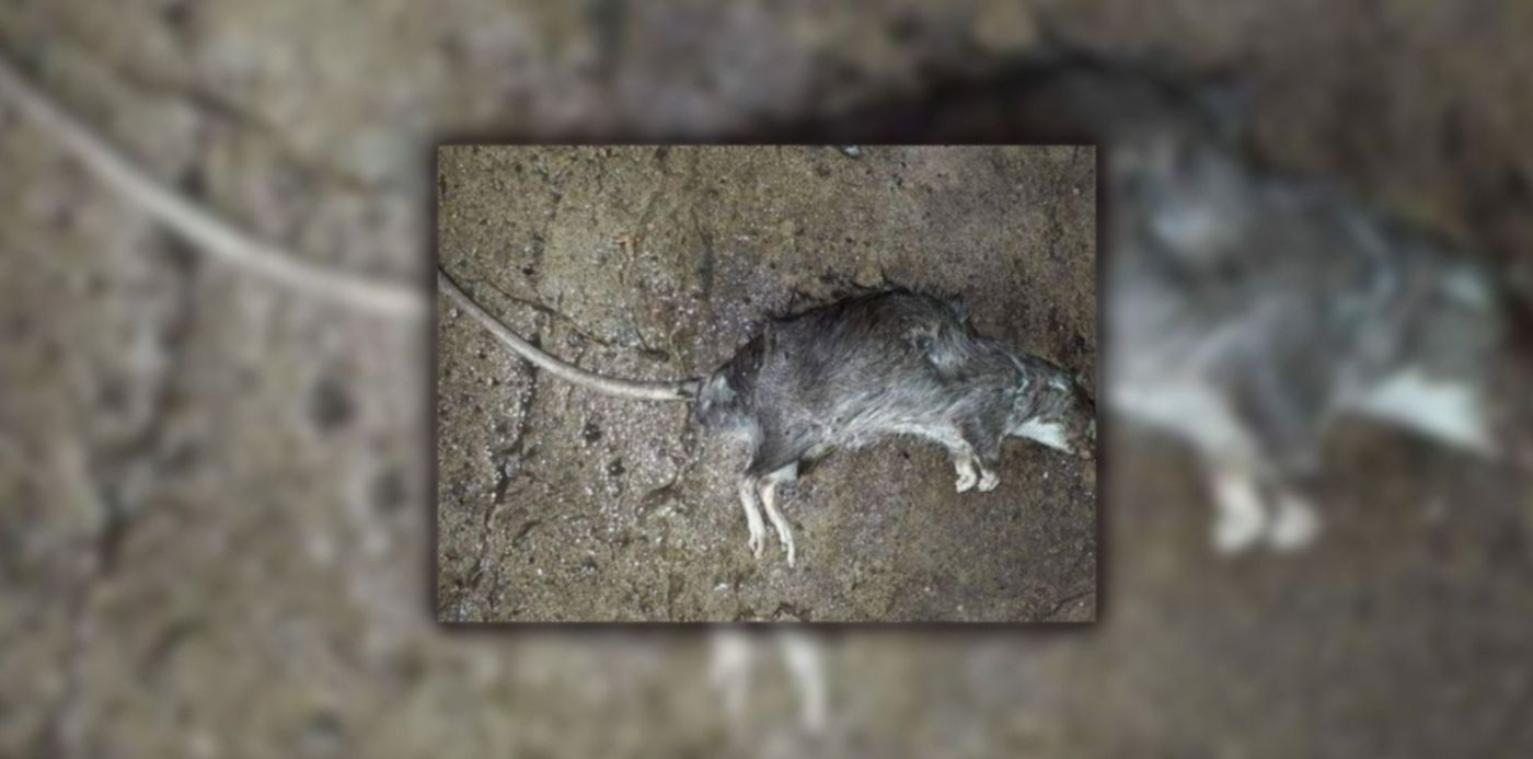 1682677184746.jpg?x=8&y=0&width=1484&height=742&rotate=0&scaleX=1&scaleY=1&ow=1500&oh=742&&cw=1920&ch=950