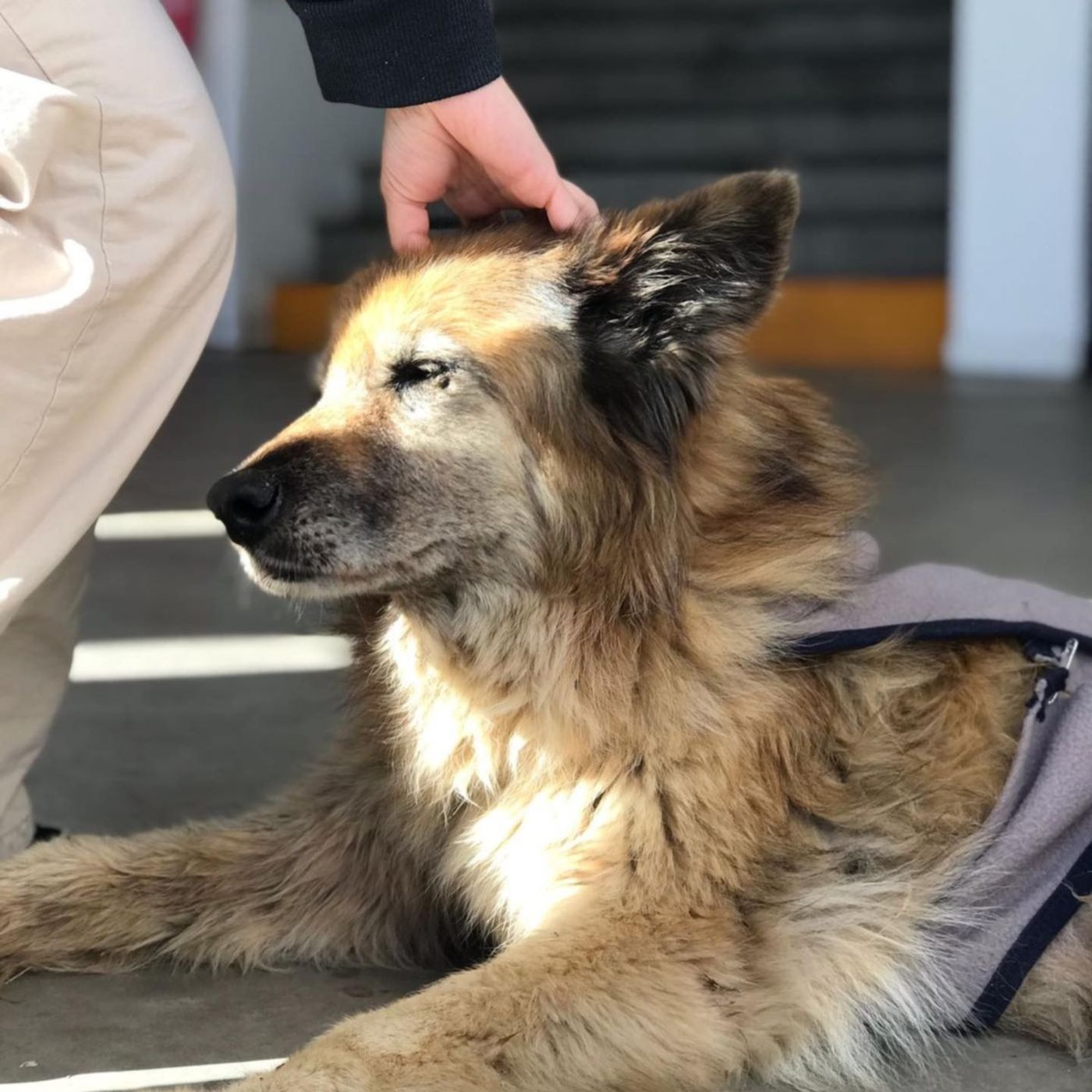 Psiquis la perra de psicología