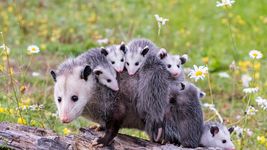 el video de una comadreja cargando muchas crias se volvio viral y sorprendio a todos el video de una comadreja cargando muchas crias se volvio viral y sorprendio a todos