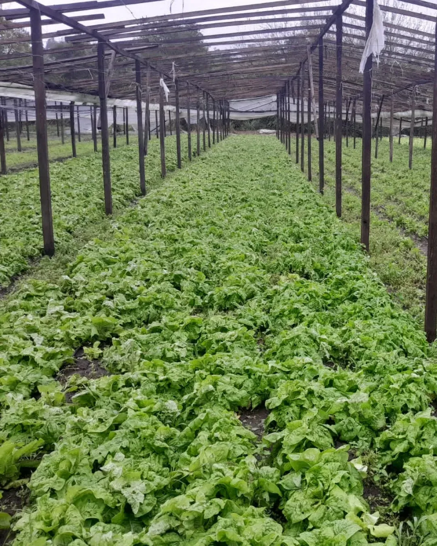 Así quedaron los cultivos del cordón verde de La Plata