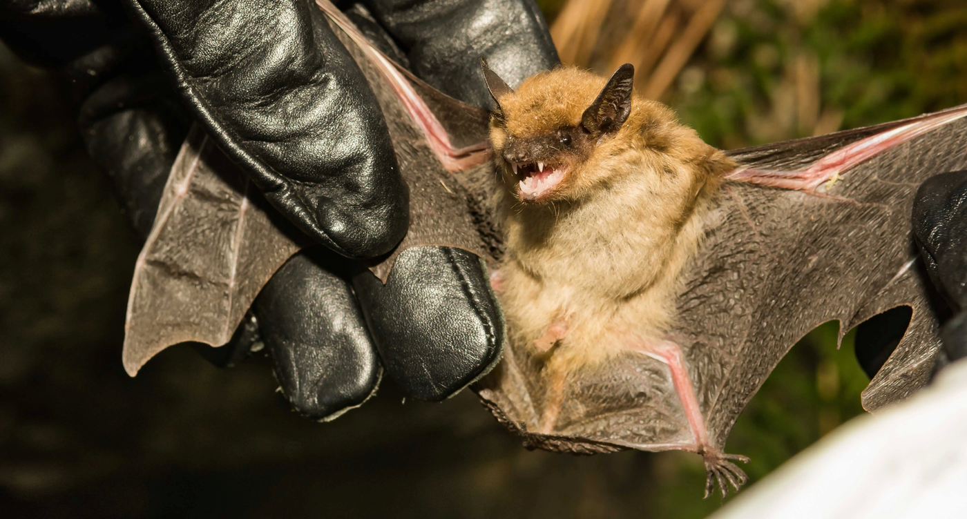 Murciélago (4).webp