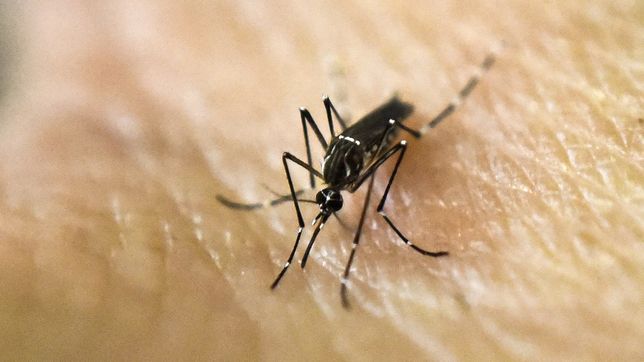 ¿quien era el hombre que murio en la plata tras contraer dengue?