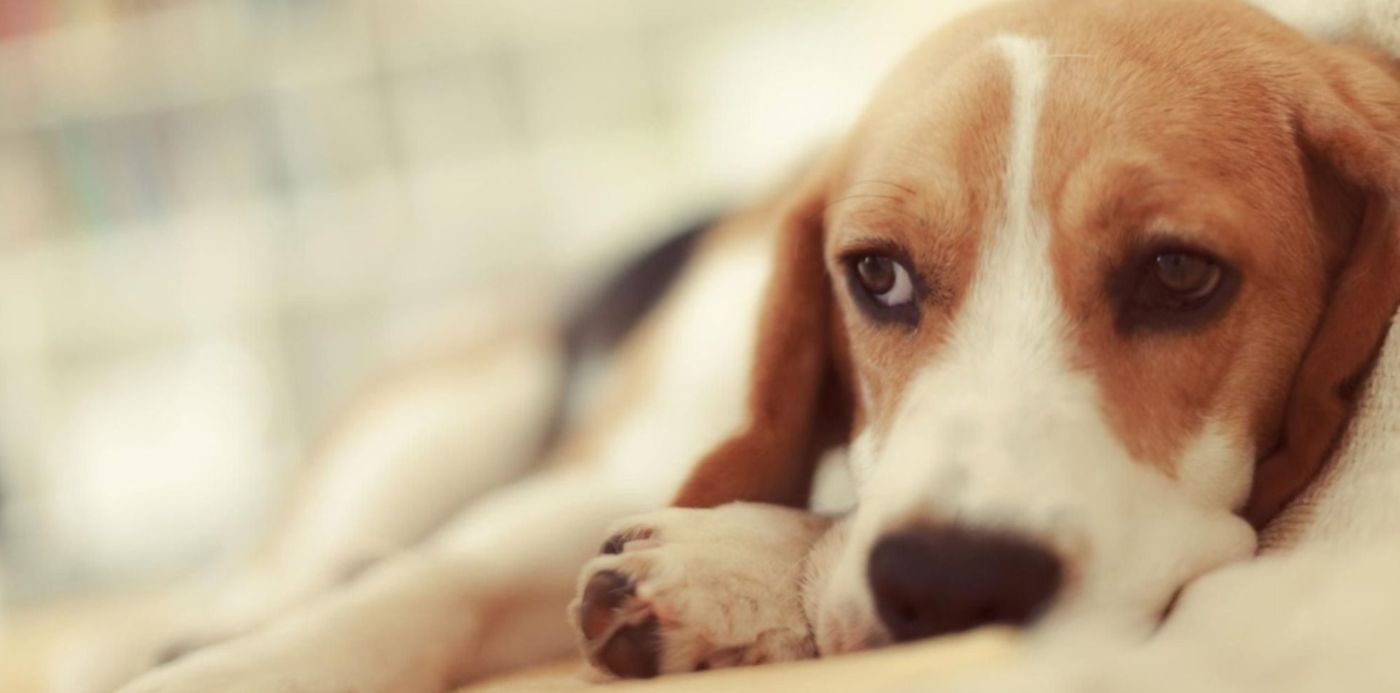 1554842158191.jpg?x=7&y=163&width=1496&scaleX=1&height=748&rotate=0&scaleY=1&ow=1500&oh=999&&cw=1920&ch=950