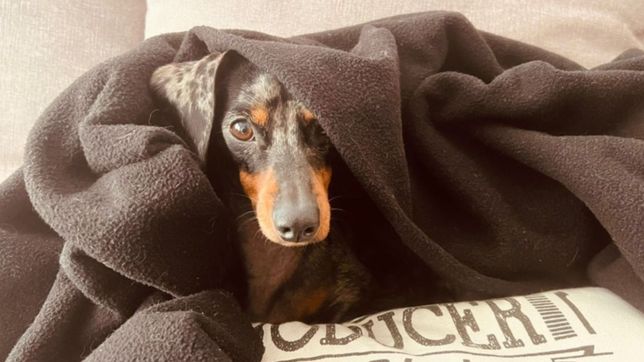 brindan recomendaciones para cuidar a las mascotas frente a la ola polar en la plata