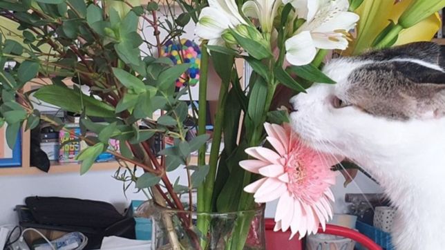 se le murio un gato con el polen de una flor, lo compartio en redes y se hizo viral