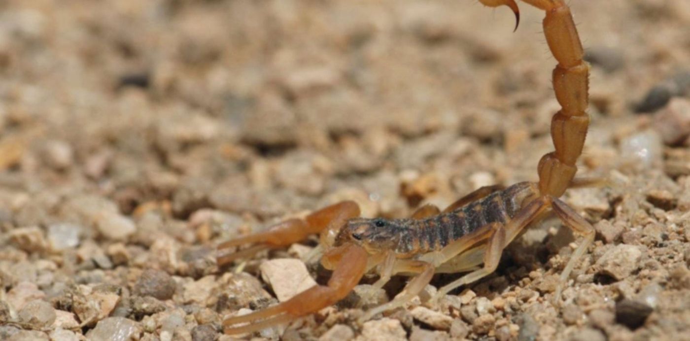 1579531329745.jpg?x=3&y=160&width=1494&height=747&rotate=0&scaleX=1&scaleY=1&ow=1500&oh=1000&&cw=1920&ch=950