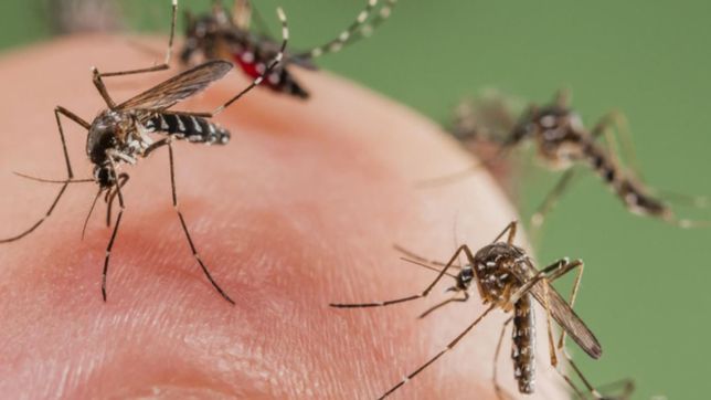 fumigan para combatir al mosquito y sus enfermedades: ¿que zonas se deberan evitar?