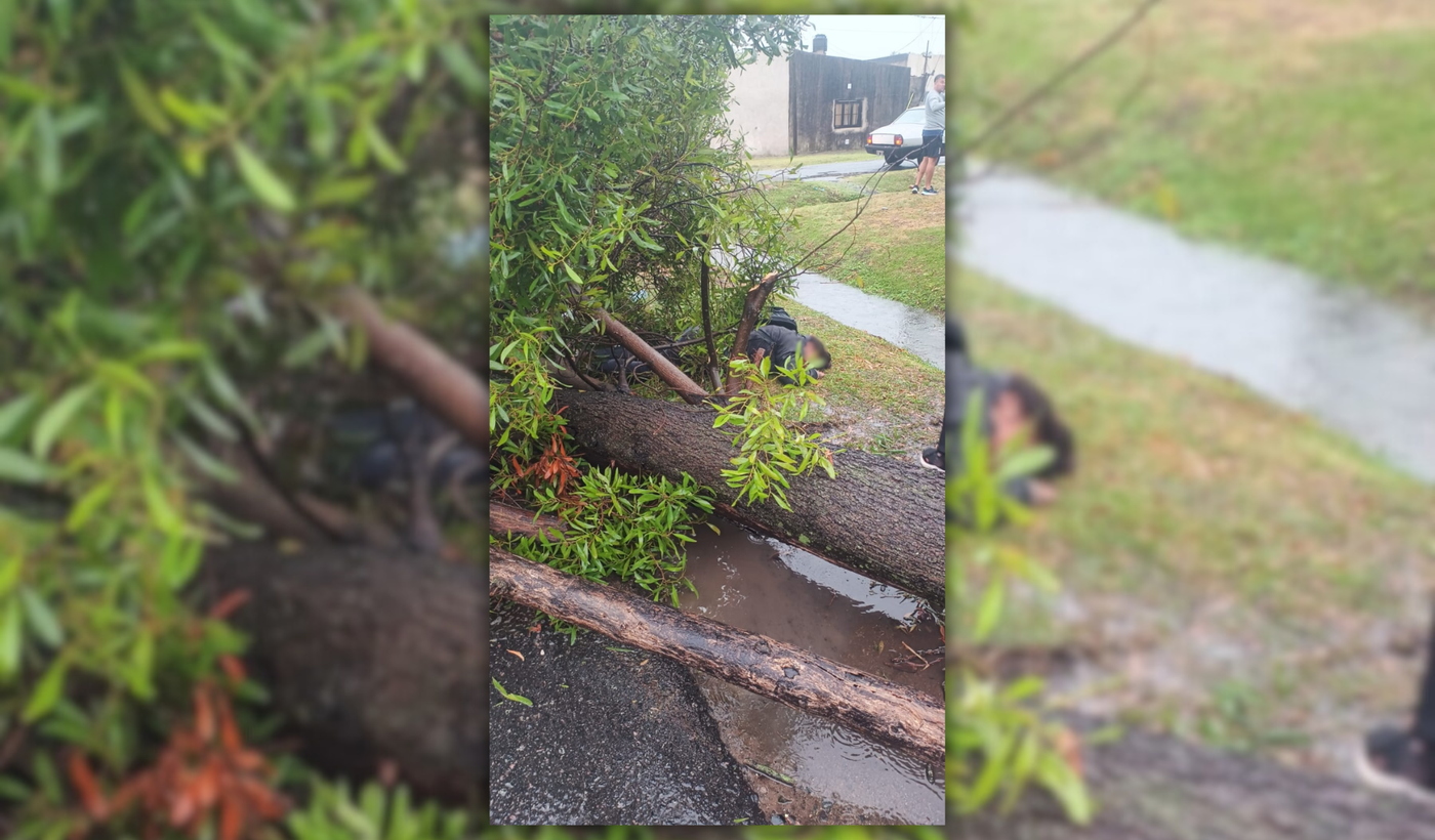 Mujer aplastada por un árbol