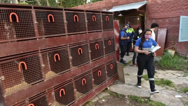 allanaron el stud de los gallos de rina, no habia nada y sospechan de un policia complice