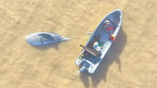 la increible imagen de la ballena que hallaron muerta en ensenada desde un drone